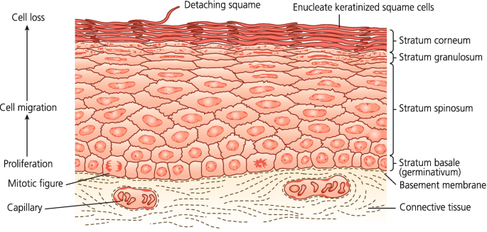 Image of oral mucosa